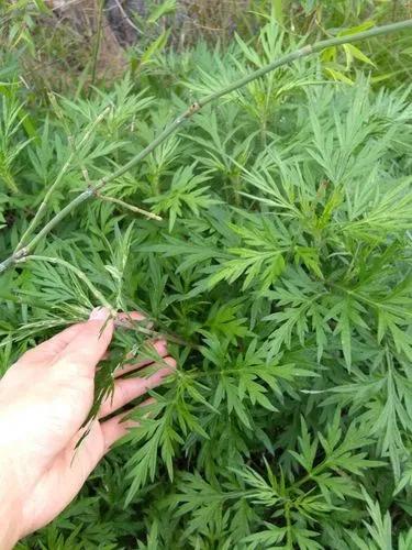 春天必吃的美食，香味撲鼻讓人念念不忘