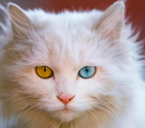 賣貓的人,不會告訴你,這幾種貓更好養 賣貓的人,不會告訴你,這幾種貓更好養