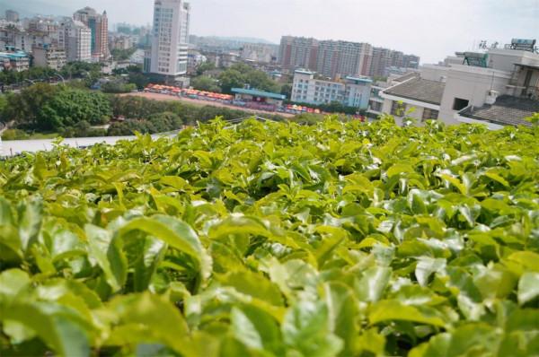 重慶奇觀,30多米高的大廈上2萬平農場熟了,公司忙著收割 重慶奇觀,30多米高的大廈上2萬平農場熟了,公司忙著收割