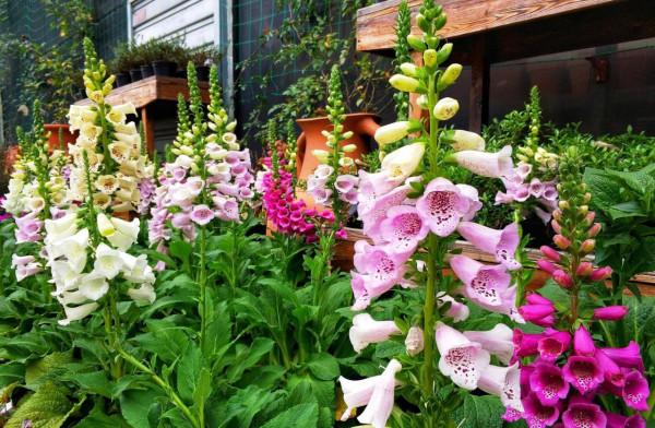 九種洋氣花，名字很“難聽”，建議別嫌棄，養好了也能美出天際