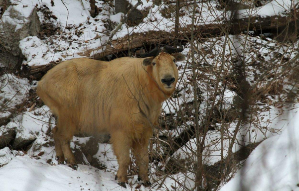 秦嶺羚牛區域性氾濫，威脅大熊貓，傷害人類，為什麼還要保護它們？
