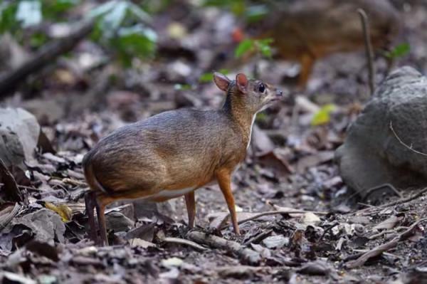 鼷鹿:熱帶雨林萌主,傳聞是“四不像”的親戚三不像 鼷鹿:熱帶雨林萌主,傳聞是“四不像”的親戚三不像