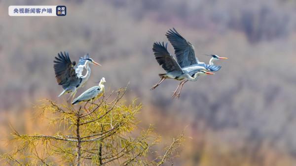 銀裝素裹 這些國家級保護動物又飛來了 銀裝素裹 這些國家級保護動物又飛來了