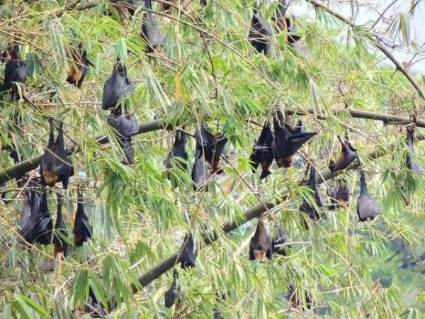 蝙蝠攜帶傳染病毒，為啥不能讓它滅絕，科學家：後果可能與之相反