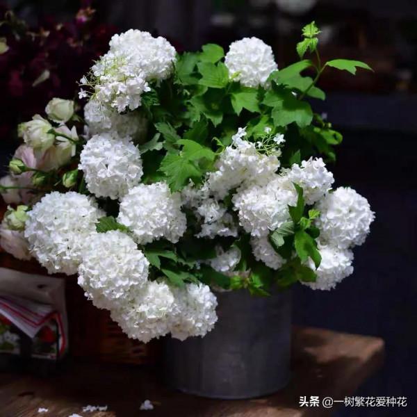 花比足球大的繡球，鬥球、麻球、歐繡球區別是什麼，選合適自家的