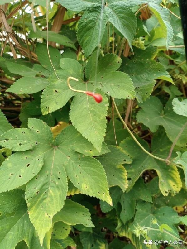 自制釣大板鯽神器“動態朝天鉤”試驗成功!和釣友們分享一下 自制釣大板鯽神器“動態朝天鉤”試驗成功!和釣友們分享一下
