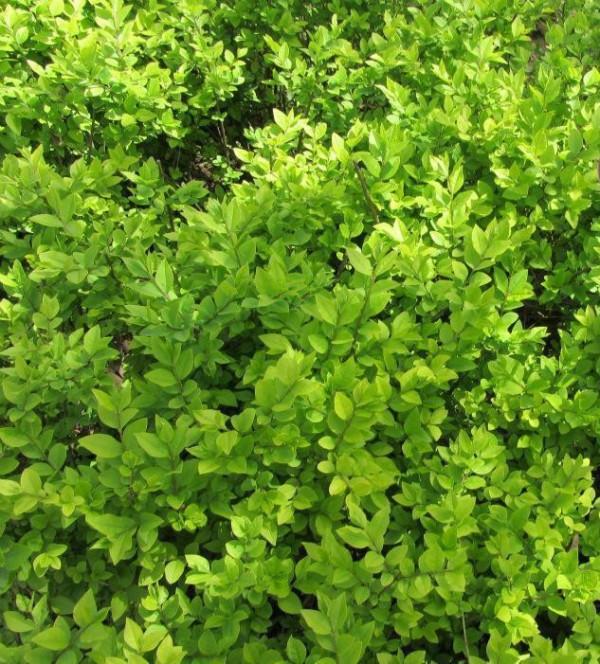 園林綠化綠籬材料——小葉女貞植物非試管高效快繁技術