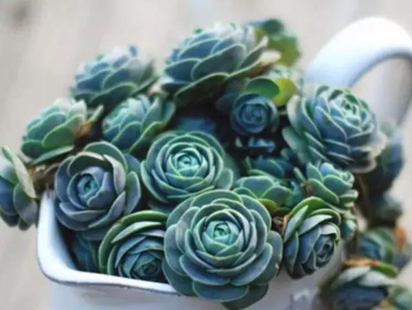 喜歡多肉就養“普貨6寶”，耐寒又耐熱，輕鬆一養就出狀態