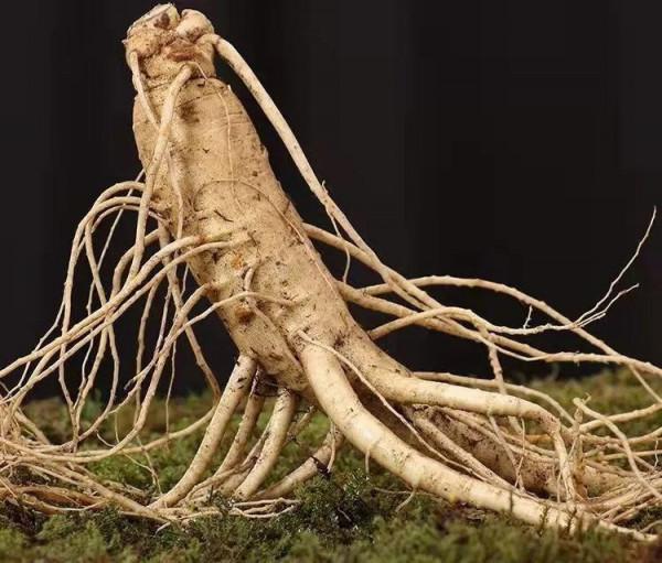 「中醫藥科普」吃參有講究，你選對了嗎？