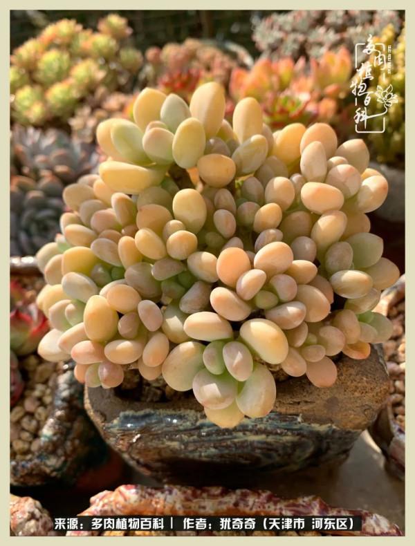 養多肉,累並快樂著!美好的事物,需要與大家分享 養多肉,累並快樂著!美好的事物,需要與大家分享