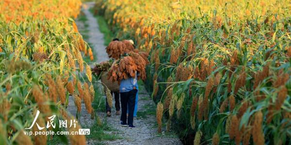 四川瀘州：高粱紅 收割忙