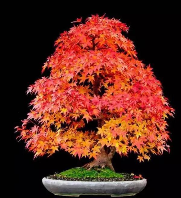 美麗醉人的楓紅盆景