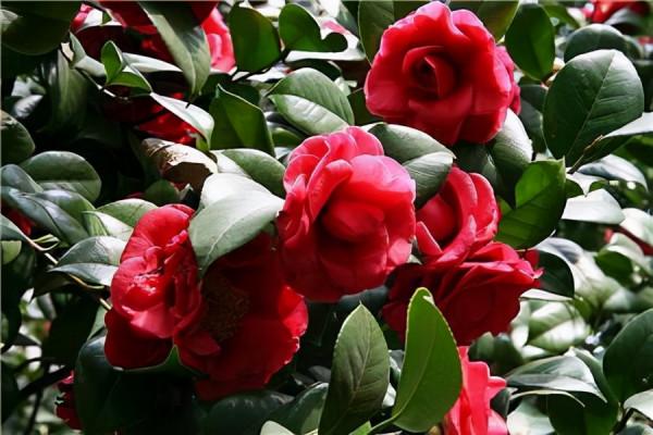 4種花最怕見太陽,別不當回事!不然要死光 4種花最怕見太陽,別不當回事!不然要死光