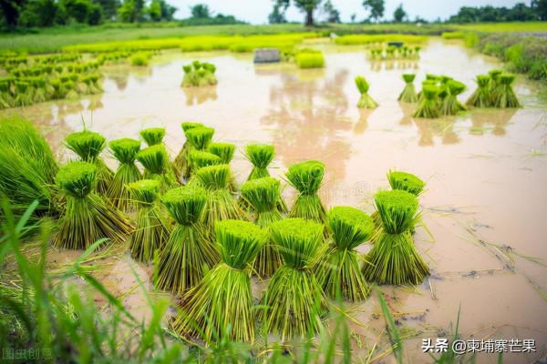 投資柬埔寨王國農業有許多優勢