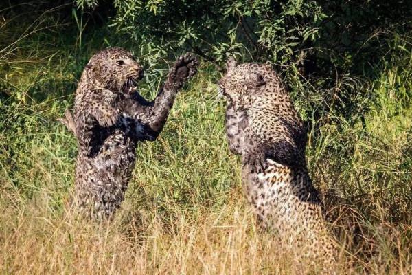 動物界奇異瞬間抓拍，從未見過這麼讓人驚歎的絕妙瞬間，大開眼界