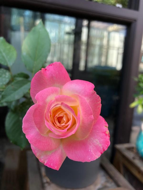 我種了80多種月季花