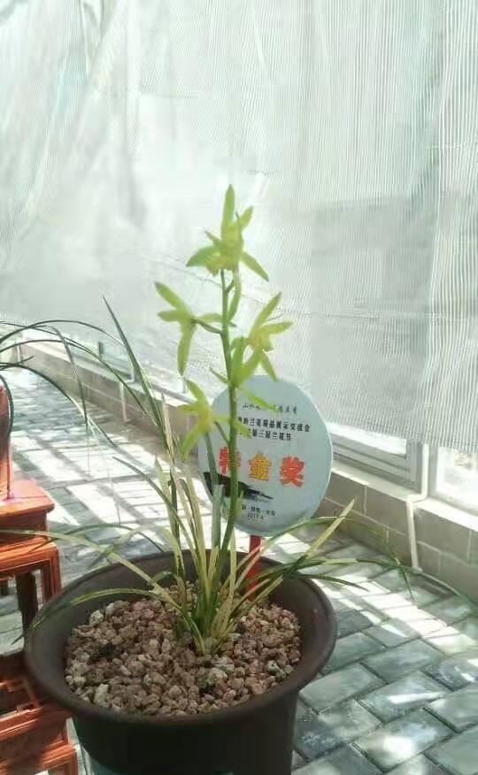 4年前,陝西蘭展上一顆蕙蘭獲得特金獎,後來以150萬元的價格成交 4年前,陝西蘭展上一顆蕙蘭獲得特金獎,後來以150萬元的價格成交