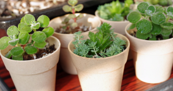 建議園藝新人:用這3種肥養花,萬萬不要弄錯方法 建議園藝新人:用這3種肥養花,萬萬不要弄錯方法