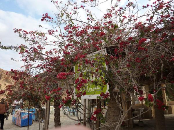 「突尼西亞2014」託澤尓（一）&mdash;&mdash;沙漠中的綠寶石