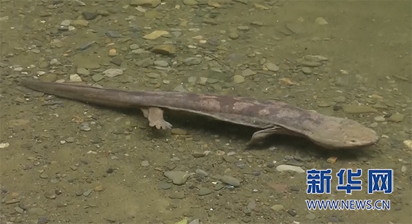 新華網：保護生物多樣性｜武陵山自然保護區成為珍稀野生動物家園