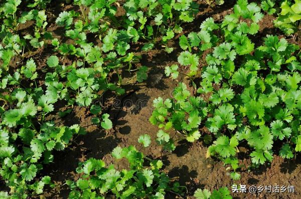 老大爺分享種植香菜經驗,出苗齊還不抽薹,產量也是真高 老大爺分享種植香菜經驗,出苗齊還不抽薹,產量也是真高