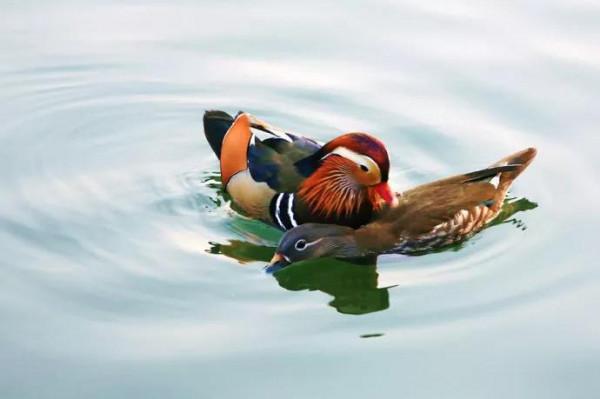 鴛鴦鳥精美圖片