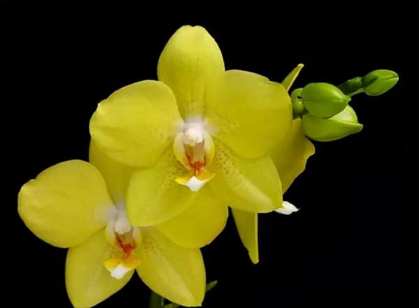 蘭花：部分種類圖鑑