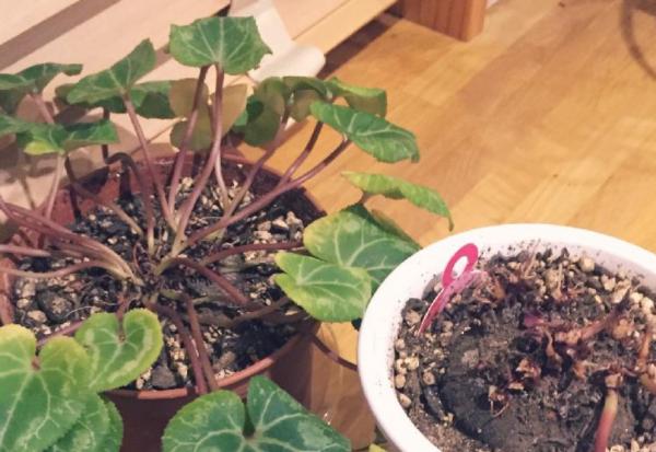 容易因多澆水而死的“18種花”，養不活都是由於手太勤