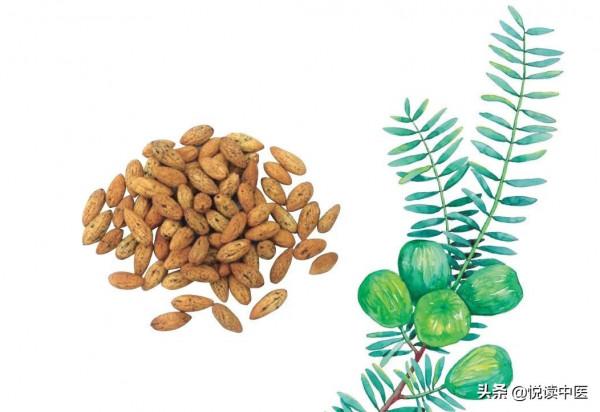 榧子的妙用 榧子的妙用