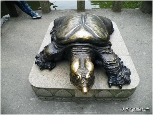 救黿行動:人工繁殖的20只黿放歸自然,能否成功恢復野外種群? 救黿行動:人工繁殖的20只黿放歸自然,能否成功恢復野外種群?