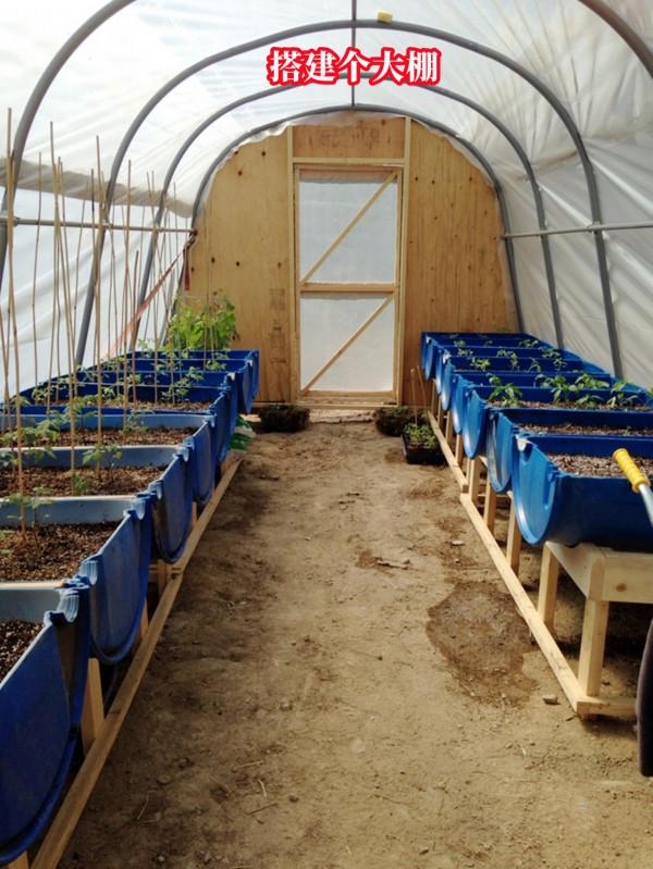 我也準備撿桶去了！把油桶收拾乾淨，裁成2半放院子裡，填土種菜