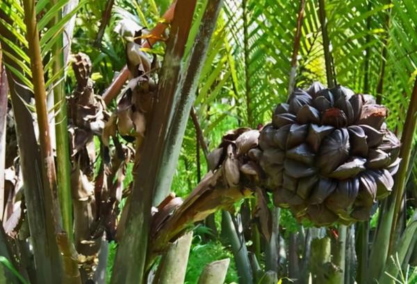 越南人的困惑：為什麼我們不吃的水果，中國人卻很喜歡？