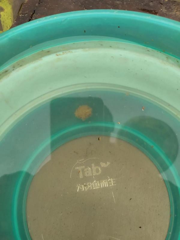 水母粉,老釣友的不傳秘密 水母粉,老釣友的不傳秘密