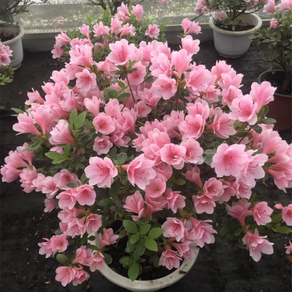 9種“勤勞花”，別名“天天開”，365天花不斷，也不怕累壞了