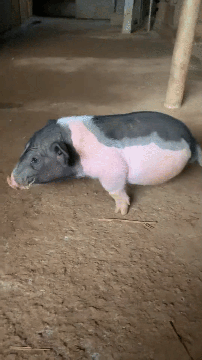 廣東“豬堅強”天生只有兩條前腿，仍頑強活著！我們沒理由不努力