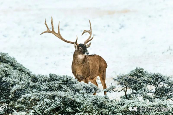美國黃石的13倍！我國首批國家公園正式官宣，驚豔世界的風景來了