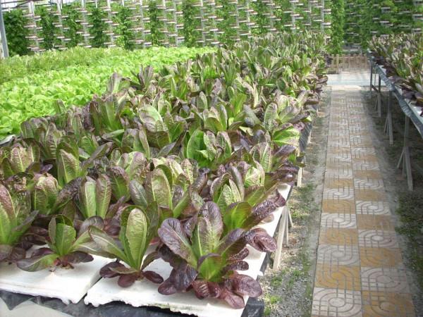 “海歸廠二代”工廠種蔬菜,不用土壤長在氣霧裡,1畝相當8畝土地 “海歸廠二代”工廠種蔬菜,不用土壤長在氣霧裡,1畝相當8畝土地