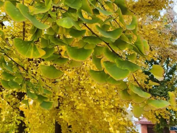 快來，房山這條“金色”打卡聖地又到最美時刻！多圖記錄美好瞬間