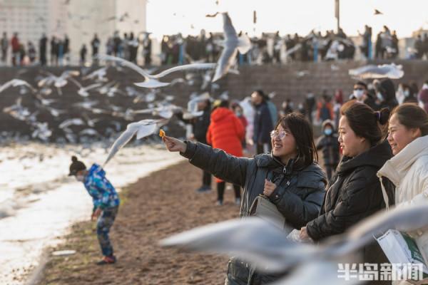 棧橋海鷗最佳觀賞季來了