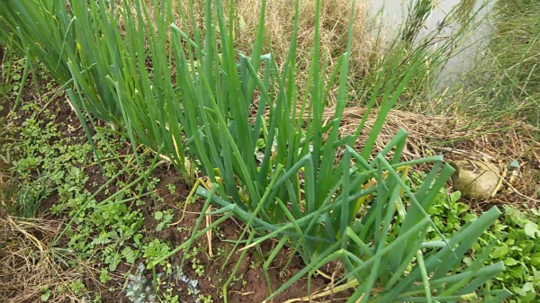 大蔥認識嗎？可你知道它有啥用途嗎，搗爛敷跌打腫痛