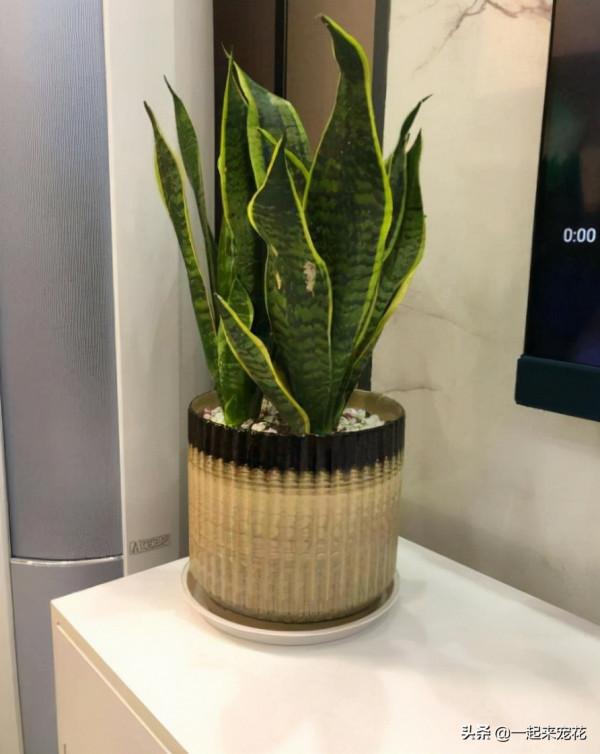 這些花12月要冬眠了，少澆水多曬曬更健壯，安全過冬來年爆盆