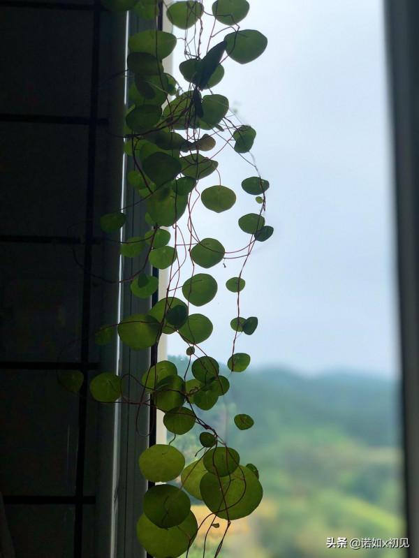 有誰能抵擋住爬藤植物帶來的快樂