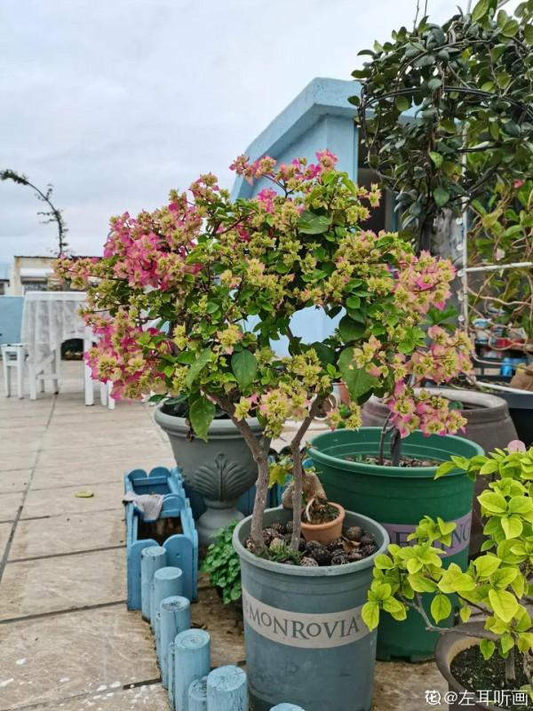 天台花園VS低層庭院，哪裡養花更方便？