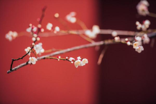 這不是故宮，卻比故宮更柔美，因紅牆白梅而出圈，網友大呼：YYDS