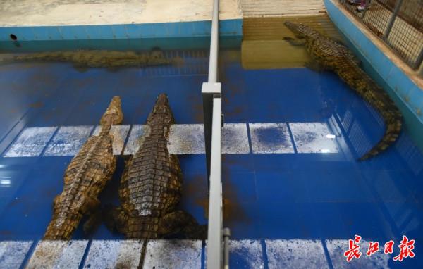 乍暖還寒時，來看熱帶動物如何過冬