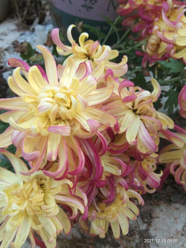 封閉陽臺想爆花，養4種“爆花機器”，剪一岔開一茬，摁都摁不住