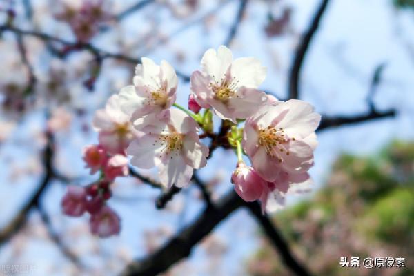 純潔、決絕，櫻花之關山櫻