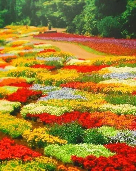 帶你看盡世界上最美的花海