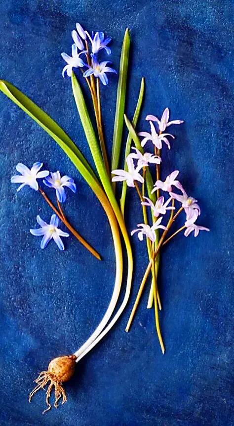 雪光花～早春開花，小巧別緻