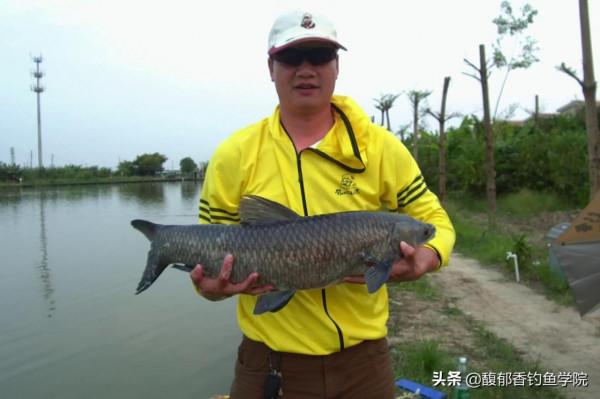 釣青魚有什麼訣竅?釣青魚的四個關鍵點,釣位、釣法、打窩和味型 釣青魚有什麼訣竅?釣青魚的四個關鍵點,釣位、釣法、打窩和味型